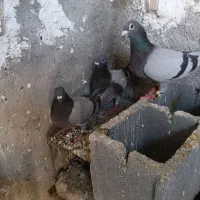 کبوتر سبز پلاکی با جوجه