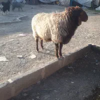 یک راس قوچ اصلاح نژاد شد،قوی،سرحال ومست