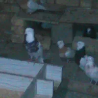پرنده