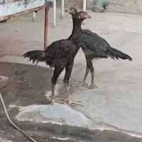 مرغ وخروس لاری افغان