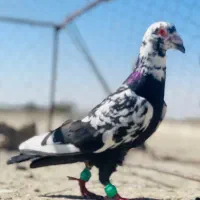 کبوتر