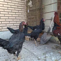 مرغ لاری|حیوانات مزرعه|مبارکه, |دیوار