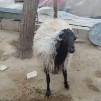 گوسفند نر  قوچ