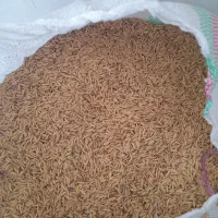 تخم جو هاشمی جمشید بدون قلوه