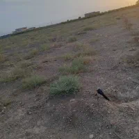 ۱۰۰۰متر زمین نزدیک  مناسب ویلا باغ