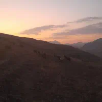 مادیان و کره اسب