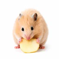 همسترلندHamsterLand