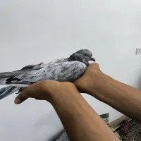 کفتر سرور