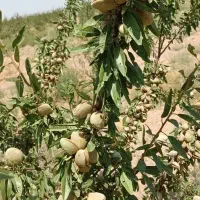 باغ-بادام-5ساله