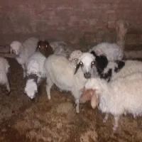 بره شیر به بالا