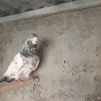 کبوتر کله دم سبز