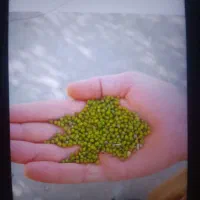 ماش بذر