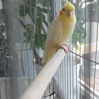 عروس هلندی