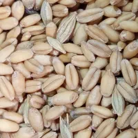 گندم|گل و گیاه طبیعی|زهک, |دیوار