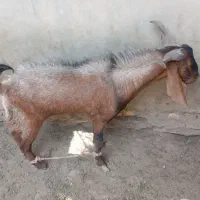 کره نر