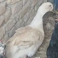غاز نر درشت معاوضه هم دارم