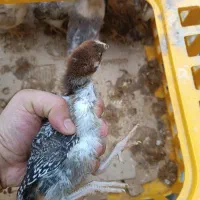 فروش جوجه های ۲۷روزه