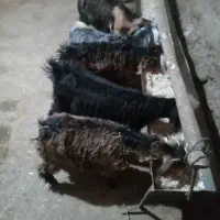 گیسک نر و ماده