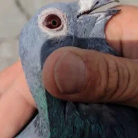 پرنده