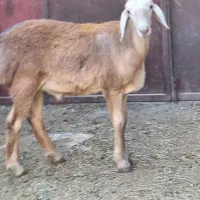 بره چینی  قوچی اصل تربتی