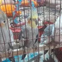 عروس هلندی جفت