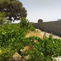 باغچه-سند-اب-سهمیه-درختکهنسال-سرمایه-گذاری