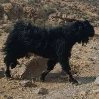 پازن دبر ترکی  روزگاری