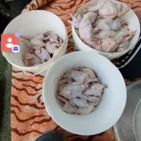 بلدرچین پاک کرده کشتار دیروز