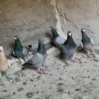 کبوتر المانی