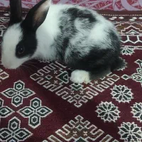 خرگوش|موش و خرگوش|کهنوج, |دیوار