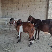 بز پاکستانی