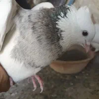 ۷تاطوقی همه کاکلی وپالخت پاک دونه ۵۰۰