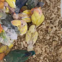 طوطی کوتوله برزیلی