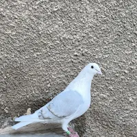 کفتر گراف،کویتی تَرکه سفید،سرخ