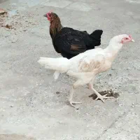 دوتا مرغ محلی درحالم تخم کردن