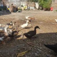 تعدادی اوردک ایرانی چاق