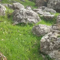 فروش کاه نخود یا معاوضه با کاه دیم