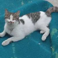 گربه دی اس اچ خانگی