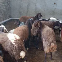 گوسفند افشار.شیشک غزل