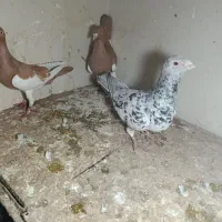 یهودی و سار