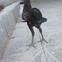 جوجه لاری افغان