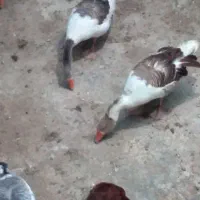 غاز بالغ سالم سرحال