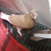 ۲۳ تا کبوتر. نجات دار. زیبا و سالم.