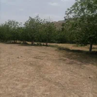 زمین باغ|فروش زمین و ملک کلنگی|قم, باجک دو|دیوار