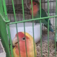 کوتوله معاوضه