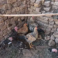 فروش بوقلمون دوماهه