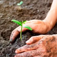 خاک باغچه|گل و گیاه طبیعی|قم, پردیسان|دیوار