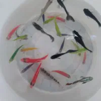 ماهی اکواریومی