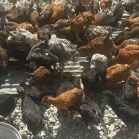 فروش مرغ خروس لاری رسمی همه نو