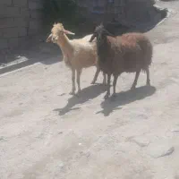 دو راس گوسفنده جوان قیمت جفتی 37میلون